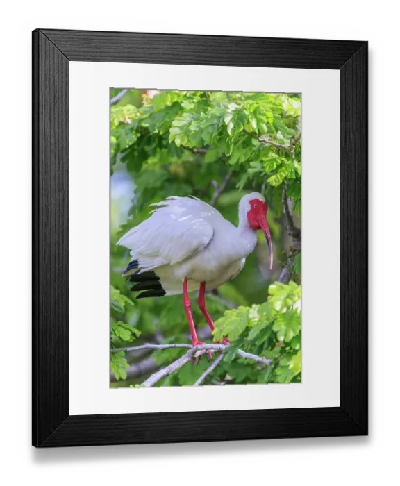 Framed Print : White ibis in breeding colors Framed Print : White ibis in breeding colors