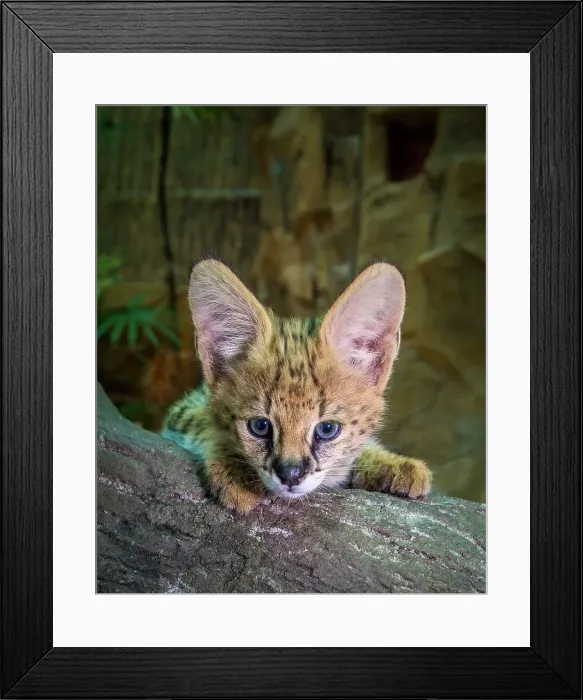 Framed Print : An African serval kitten poses for a close-up