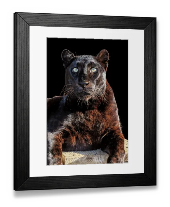 Framed Print : A dark-phase African leopard Framed Print : A dark-phase African leopard