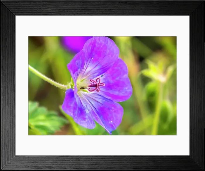 Framed Print : USA, New Mexico. Close-up of geranium blossom Framed Print : USA, New Mexico. Close-up of geranium blossom