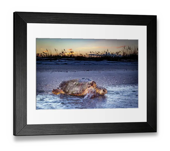 Framed Print : A loggerhead sea turtle crawls back into the water with an attached satellite transmitter