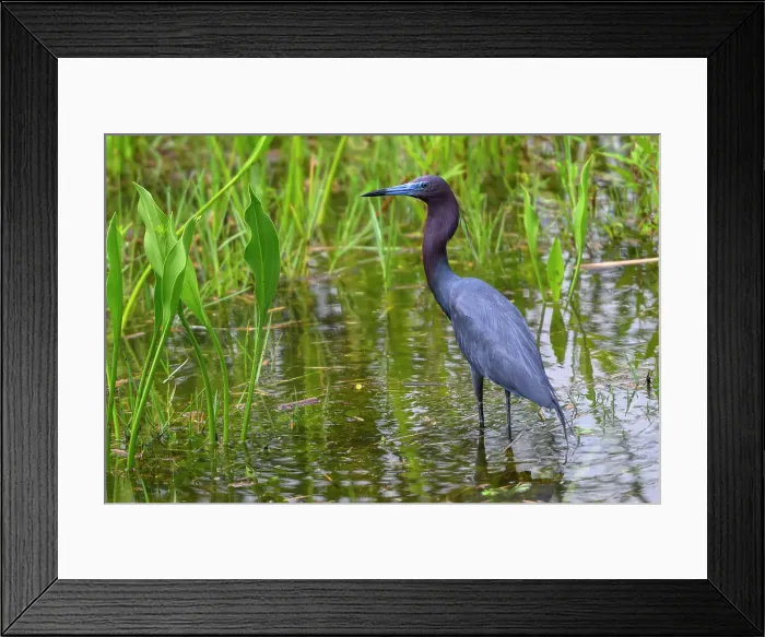 Framed Print : Majestic little blue Heron standing in a pond at attention for food Framed Print : Majestic little blue Heron standing in a pond at attention for food