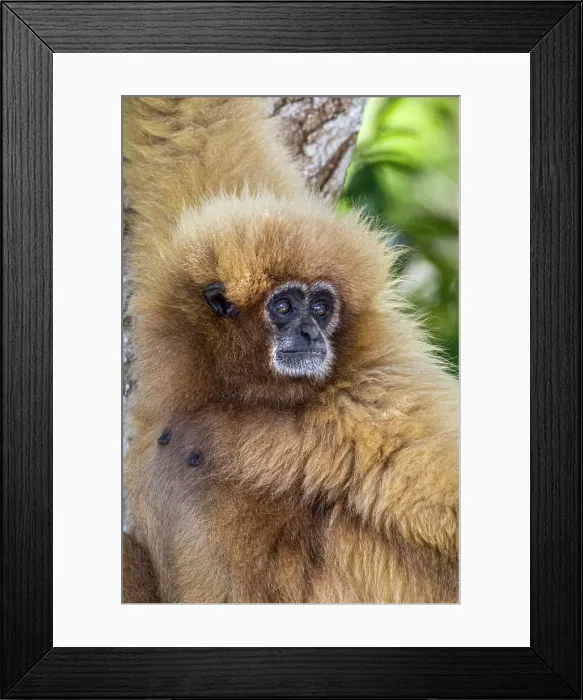Framed Print : White-handed gibbons come in both a blonde phase as well as black Framed Print : White-handed gibbons come in both a blonde phase as well as black