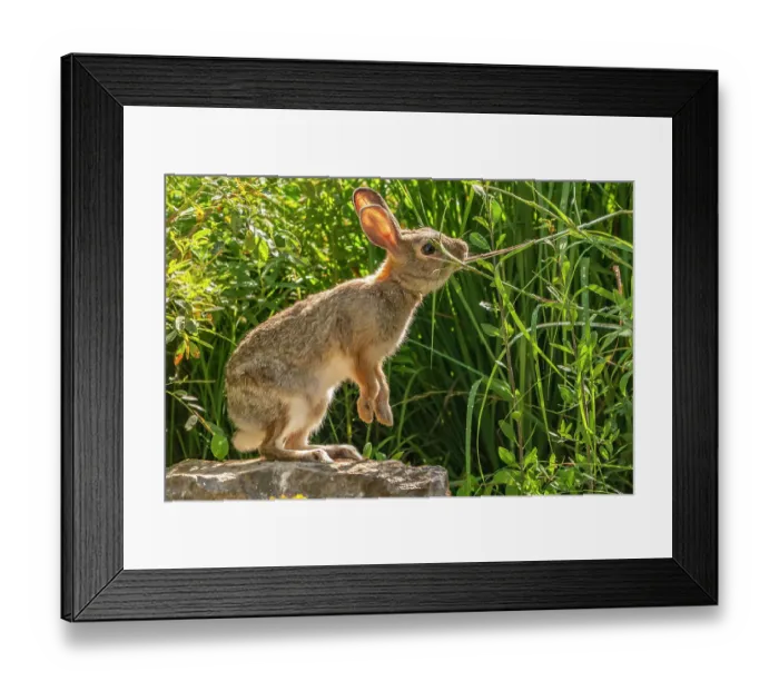 Framed Print : USA, New Mexico. Cottontail rabbit close-up Framed Print : USA, New Mexico. Cottontail rabbit close-up
