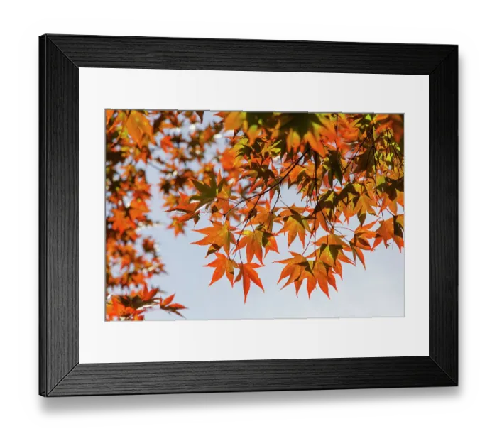 Framed Print : USA, Georgia, Ball Ground. Looking up at backlit orange leaves. ©Wendy Kaveney / Jaynes Gallery / DanitaDelimont.com Framed Print : USA, Georgia, Ball Ground. Looking up at backlit orange leaves. ©Wendy Kaveney / Jaynes Gallery / DanitaDelimont.com