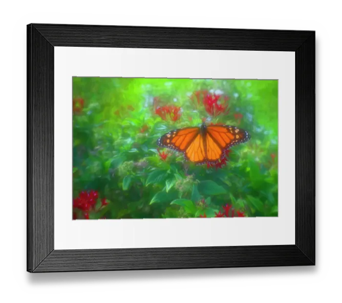 Framed Print : Soft and diffuse fine art picture of a butterfly alight on some flowers