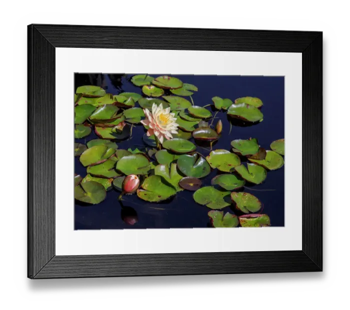 Framed Print : USA, Georgia, Atlanta. Yellow water lily and pads on pond. ©Wendy Kaveney / Jaynes Gallery / DanitaDelimont.com Framed Print : USA, Georgia, Atlanta. Yellow water lily and pads on pond. ©Wendy Kaveney / Jaynes Gallery / DanitaDelimont.com