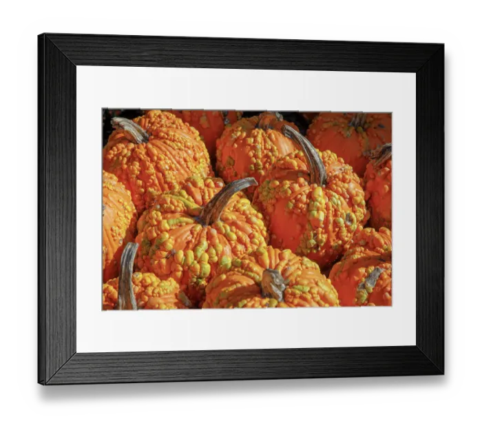 Framed Print : USA, Georgia, Atlanta. Close-up image of pumpkins. ©Wendy Kaveney  /  Jaynes Gallery  /  DanitaDelimont.com