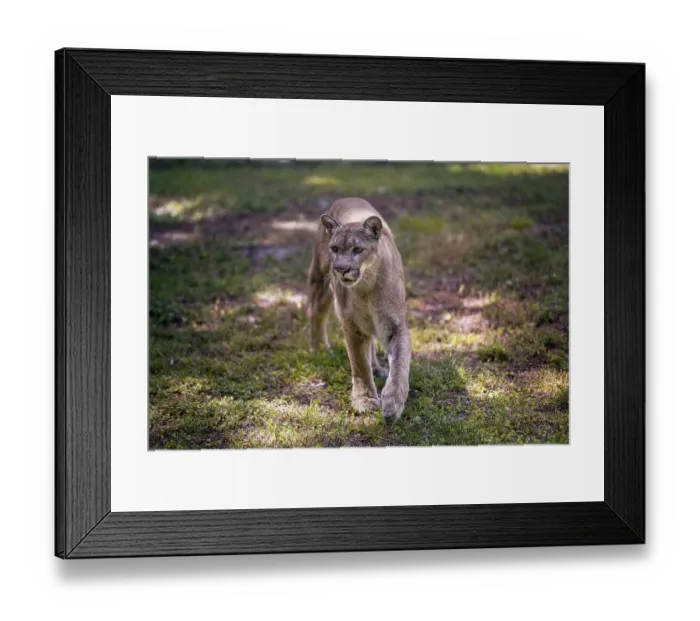 Framed Print : Florida cougar or panther, taking a step on the grass Framed Print : Florida cougar or panther, taking a step on the grass