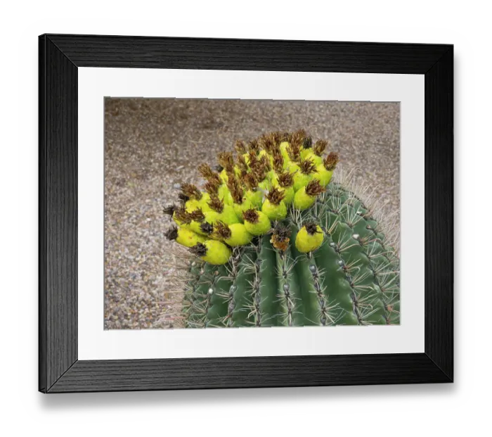 Framed Print : Arizona, Tucson, Arizona-Sonora Desert Museum. Fishhook barrel cactus with fruit Framed Print : Arizona, Tucson, Arizona-Sonora Desert Museum. Fishhook barrel cactus with fruit