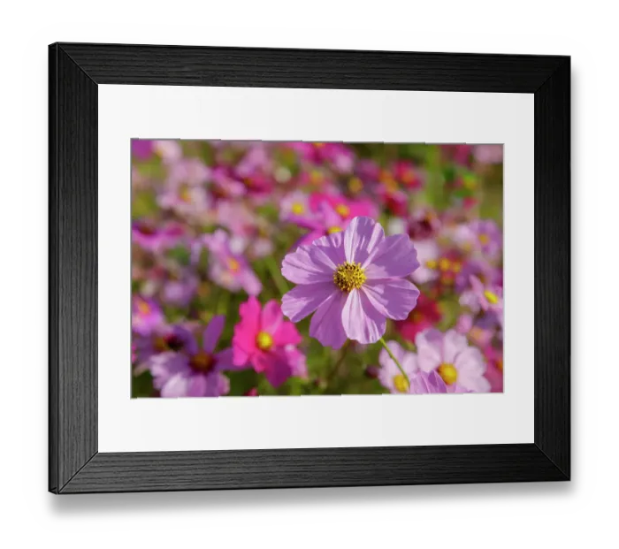Framed Print : USA, Georgia, Ball Ground. Pink flower in field of wildflowers. ©Wendy Kaveney / Jaynes Gallery / DanitaDelimont.com Framed Print : USA, Georgia, Ball Ground. Pink flower in field of wildflowers. ©Wendy Kaveney / Jaynes Gallery / DanitaDelimont.com