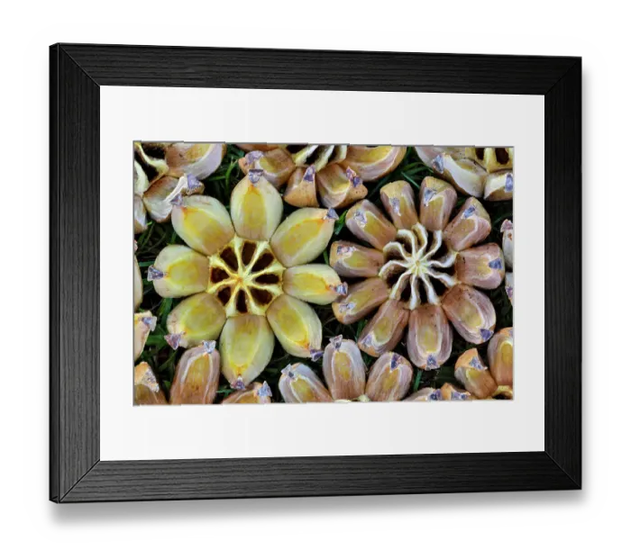 Framed Print : USA, Hawaii, Maui. Seed pods open in circular design