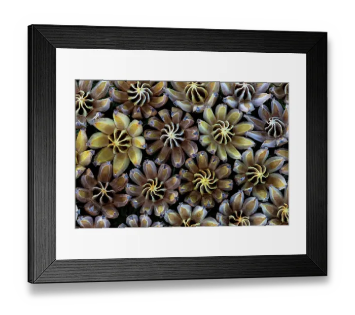 Framed Print : USA, Hawaii, Maui. Seed pods open in circular design Framed Print : USA, Hawaii, Maui. Seed pods open in circular design