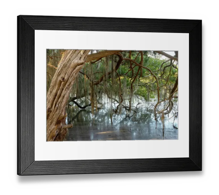 Framed Print : USA, Georgia. Spanish moss hanging from a tree bent over a marsh Framed Print : USA, Georgia. Spanish moss hanging from a tree bent over a marsh