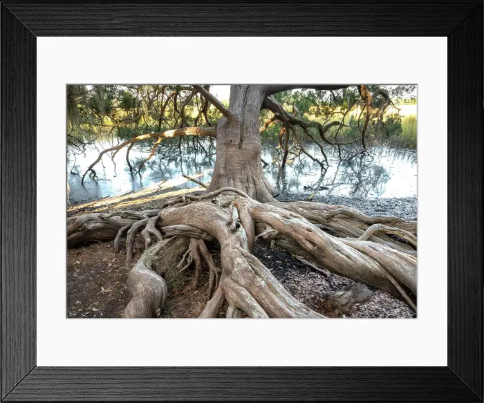Framed Print : USA, Georgia. Mature tree in Skidaway Island State Park, near Savannah