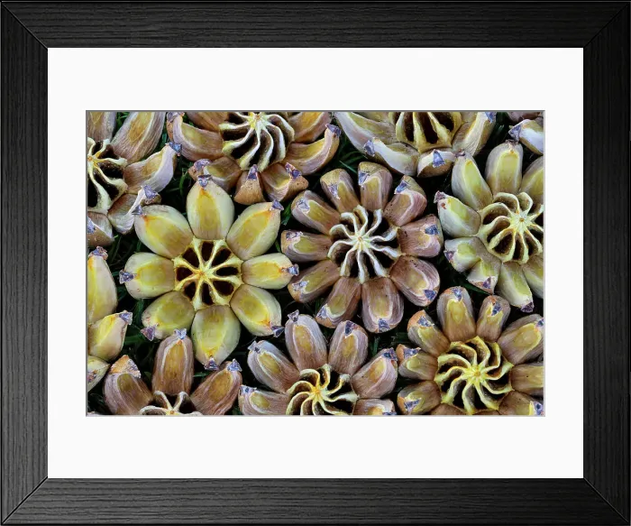 Framed Print : USA, Hawaii, Maui. Seed pods open in circular design Framed Print : USA, Hawaii, Maui. Seed pods open in circular design