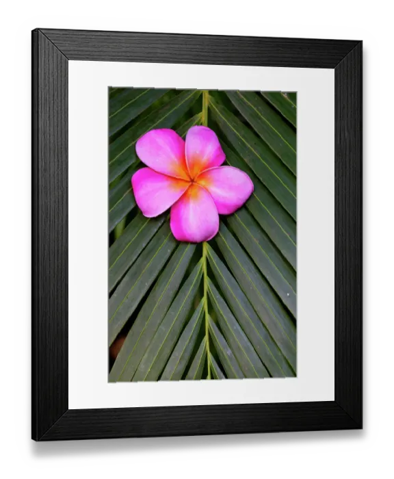 Framed Print : USA, Hawaii, Maui, Kihei. Palm leaf with single Plumeria flower bloom