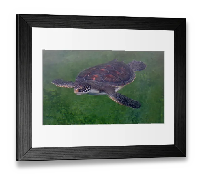 Framed Print : USA, Hawaii, Maui. Maui Aquarium with green sea turtle Framed Print : USA, Hawaii, Maui. Maui Aquarium with green sea turtle