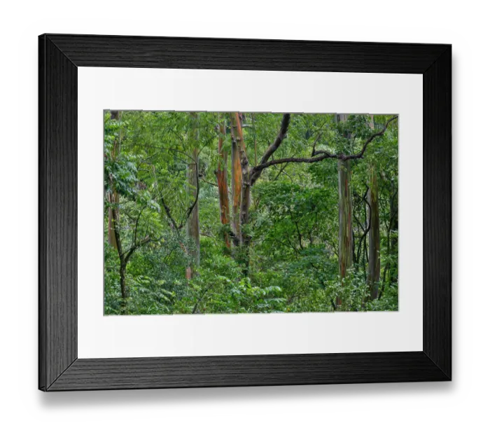 Framed Print : USA, Hawaii, Maui. Rainbow eucalyptus forest Framed Print : USA, Hawaii, Maui. Rainbow eucalyptus forest