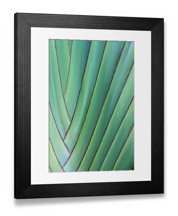 Framed Print : USA, Hawaii, Maui. Details of the travelers palm