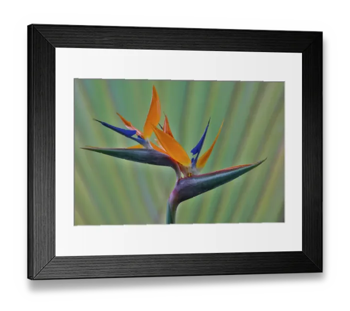 Framed Print : USA, Hawaii, Maui. Bird of Paradise with travelers palm as a backdrop Framed Print : USA, Hawaii, Maui. Bird of Paradise with travelers palm as a backdrop