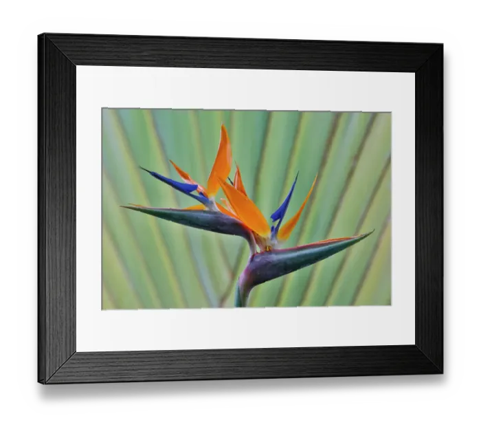 Framed Print : USA, Hawaii, Maui. Bird of Paradise with travelers palm as a backdrop Framed Print : USA, Hawaii, Maui. Bird of Paradise with travelers palm as a backdrop
