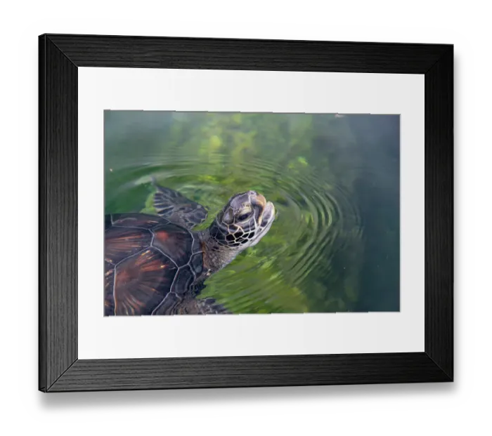 Framed Print : USA, Hawaii, Maui. Maui Aquarium with green sea turtle Framed Print : USA, Hawaii, Maui. Maui Aquarium with green sea turtle