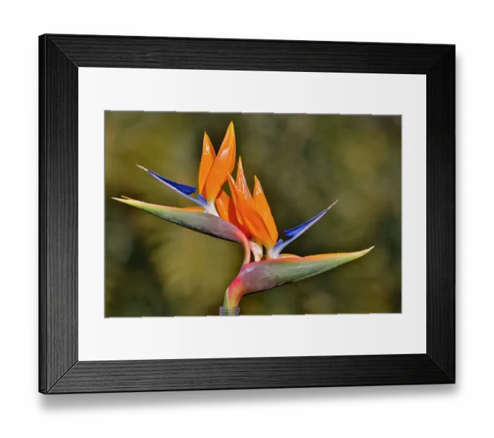 Framed Print : USA, Hawaii, Maui. Bird of Paradise with tropical foliage as a backdrop Framed Print : USA, Hawaii, Maui. Bird of Paradise with tropical foliage as a backdrop