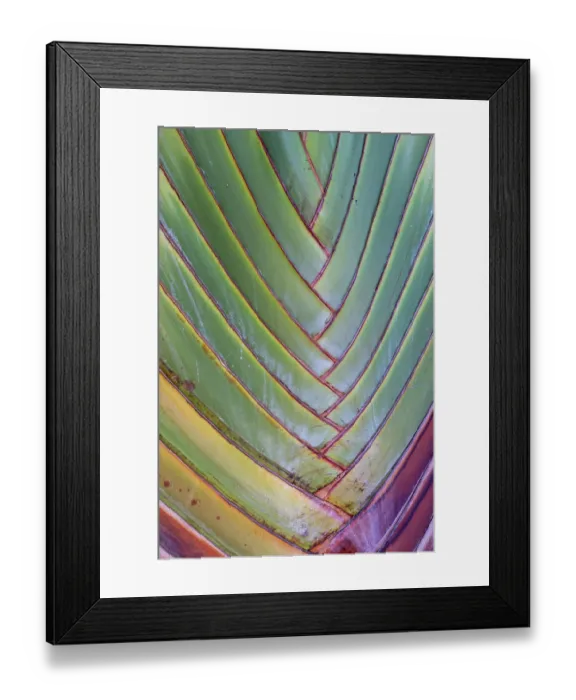 Framed Print : USA, Hawaii, Maui. Details of the travelers palm Framed Print : USA, Hawaii, Maui. Details of the travelers palm