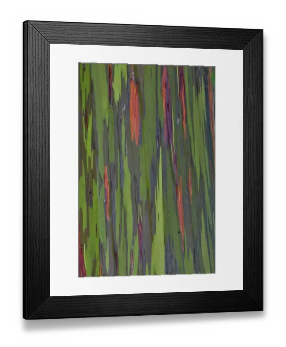 Framed Print : USA, Hawaii, Maui. Rainbow eucalyptus Framed Print : USA, Hawaii, Maui. Rainbow eucalyptus