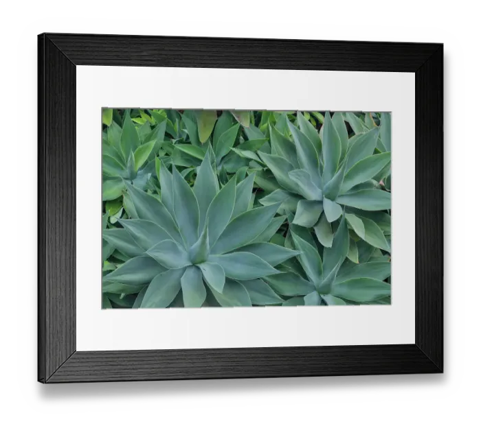 Framed Print : USA, Hawaii, Maui. Tropical garden and blue green yucca plant Framed Print : USA, Hawaii, Maui. Tropical garden and blue green yucca plant
