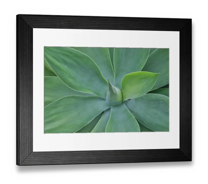 Framed Print : USA, Hawaii, Maui. Tropical garden and blue green yucca plant