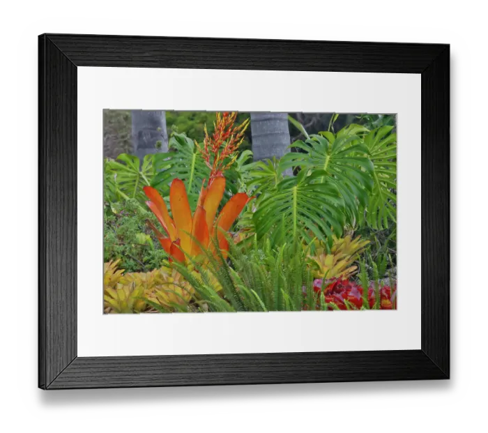 Framed Print : USA, Hawaii, Maui. Tropical garden with Bromide, Philodendron and Palm tree trunks Framed Print : USA, Hawaii, Maui. Tropical garden with Bromide, Philodendron and Palm tree trunks