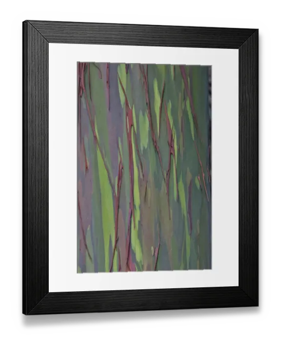 Framed Print : USA, Hawaii, Maui. Rainbow eucalyptus tree trunk with strips of greens and tan