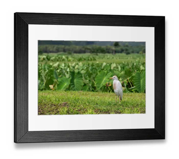 Framed Print : USA, Kauai, Hawaii. Cattle Egret forages in field near Hanalei Framed Print : USA, Kauai, Hawaii. Cattle Egret forages in field near Hanalei