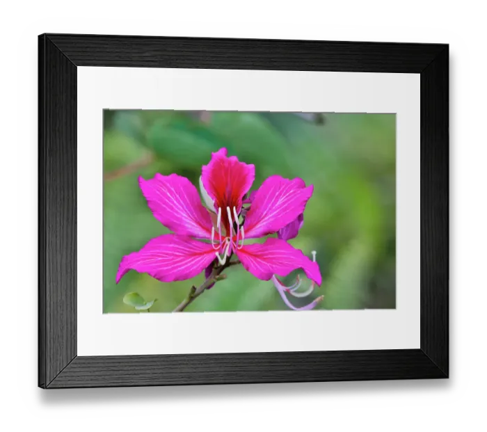 Framed Print : USA, Hawaii, Maui. Tropical garden with bright pink Bauhinia tropical tree Framed Print : USA, Hawaii, Maui. Tropical garden with bright pink Bauhinia tropical tree