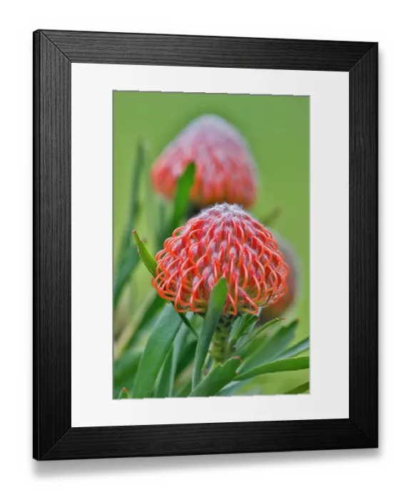 Framed Print : USA, Hawaii, Maui. Tropical garden with orange Protea Framed Print : USA, Hawaii, Maui. Tropical garden with orange Protea