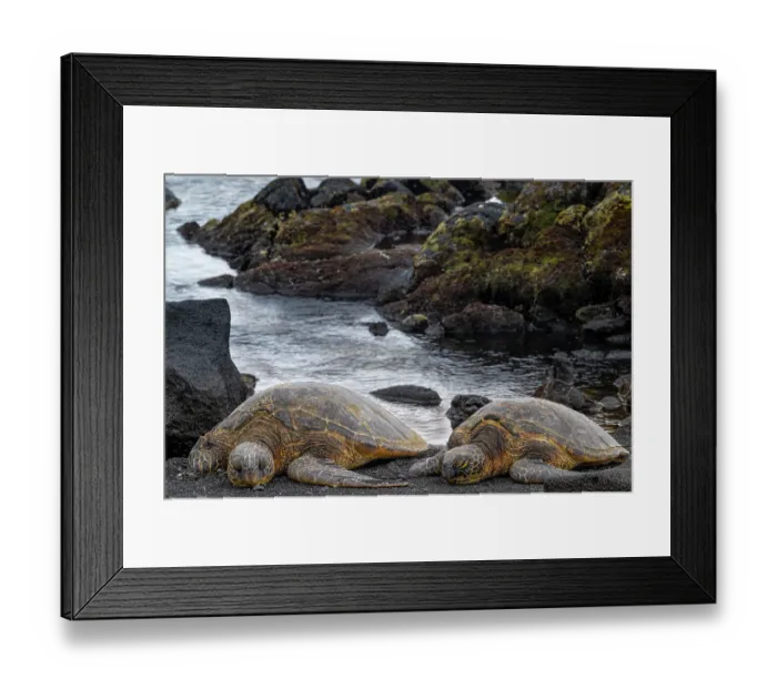 Framed Print : USA, Big Island, Hawaii. Two green sea turtles on beach. They are endangered