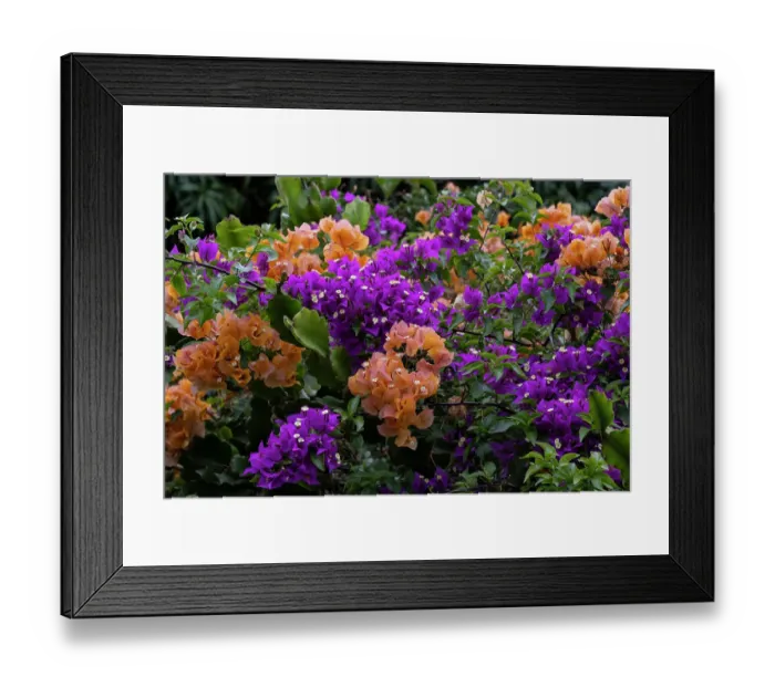 Framed Print : USA, Big Island, Hawaii, Multicolored bougainvillea Framed Print : USA, Big Island, Hawaii, Multicolored bougainvillea