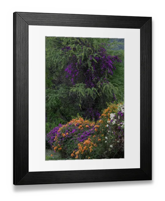 Framed Print : USA, Big Island, Hawaii. Colorful bougainvillea Framed Print : USA, Big Island, Hawaii. Colorful bougainvillea