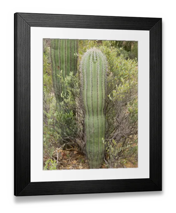 Framed Print : Arizona, Coronado National Forest. Young saguaro cactus Framed Print : Arizona, Coronado National Forest. Young saguaro cactus
