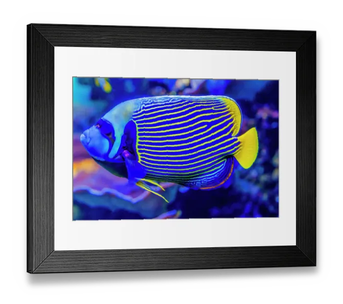 Framed Print : Colorful blue yellow emperor angelfish, Waikiki, Oahu, Hawaii. Found in coral and reefs in tropical waters
