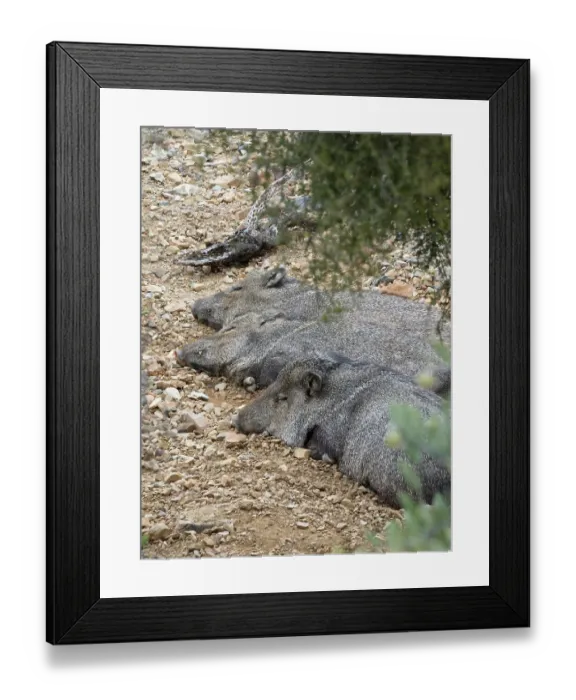 Framed Print : Arizona, Arizona-Sonora Desert Museum. Resting javelinas Framed Print : Arizona, Arizona-Sonora Desert Museum. Resting javelinas