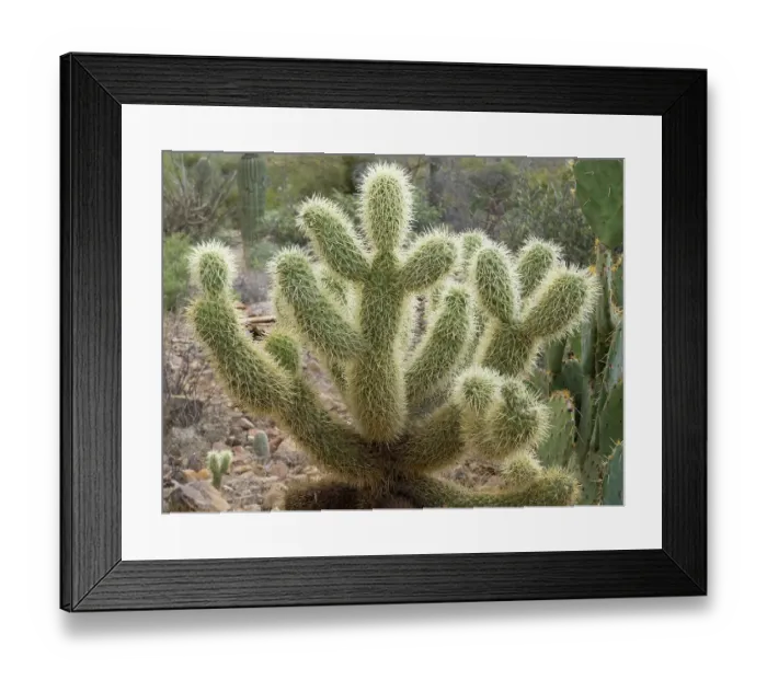 Framed Print : Arizona, Tucson, Arizona-Sonora Desert Museum. Jumping cholla cactus Framed Print : Arizona, Tucson, Arizona-Sonora Desert Museum. Jumping cholla cactus