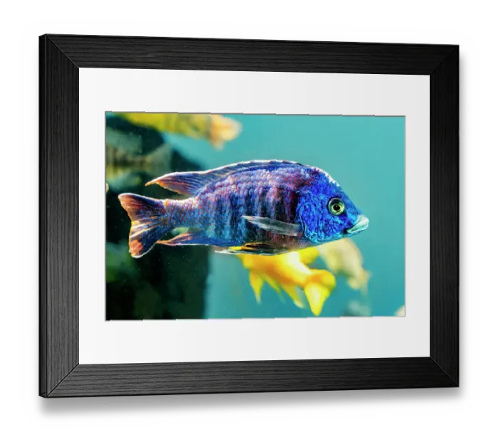 Framed Print : Colorful blue peacock cichlid, Waikiki, Oahu, Hawaii. Originally from Africa Framed Print : Colorful blue peacock cichlid, Waikiki, Oahu, Hawaii. Originally from Africa