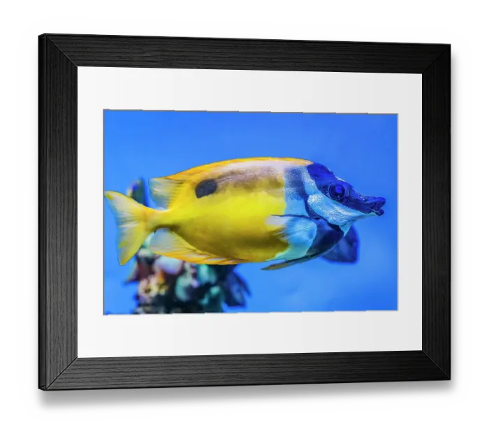 Framed Print : Colorful foxface fish, Waikiki, Oahu, Hawaii. Found in coral and reefs in tropical waters