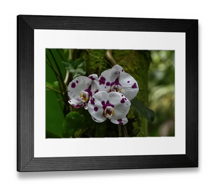 Framed Print : USA, Hilo, Hawaii. Tropical Bioreserve and Garden has varieties of Orchids Framed Print : USA, Hilo, Hawaii. Tropical Bioreserve and Garden has varieties of Orchids