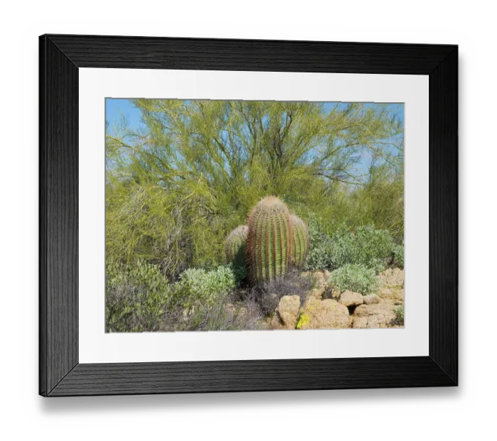 Framed Print : Arizona, Sonoran Desert, Tonto National Forest. Fishhook cactus and Palo Verde tree Framed Print : Arizona, Sonoran Desert, Tonto National Forest. Fishhook cactus and Palo Verde tree