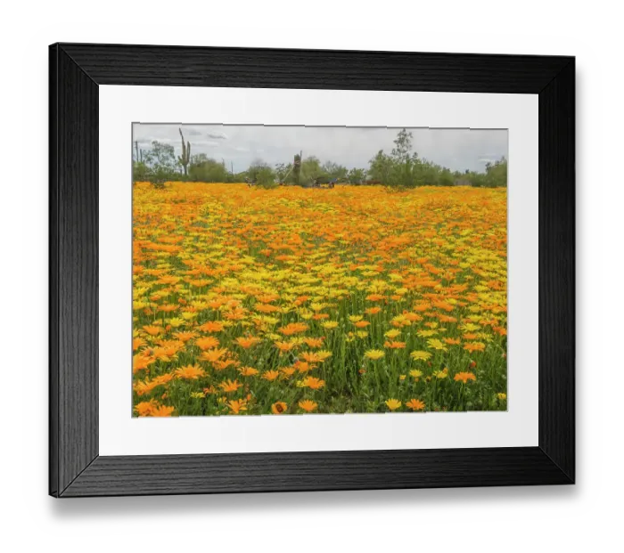 Framed Print : Arizona, Mesa. Field of flowering African Daisies