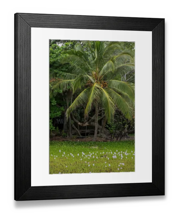 Framed Print : USA, Big Island, Hawaii. Coconut palm trees and hyacinth flowers at Black Sands Beach Framed Print : USA, Big Island, Hawaii. Coconut palm trees and hyacinth flowers at Black Sands Beach